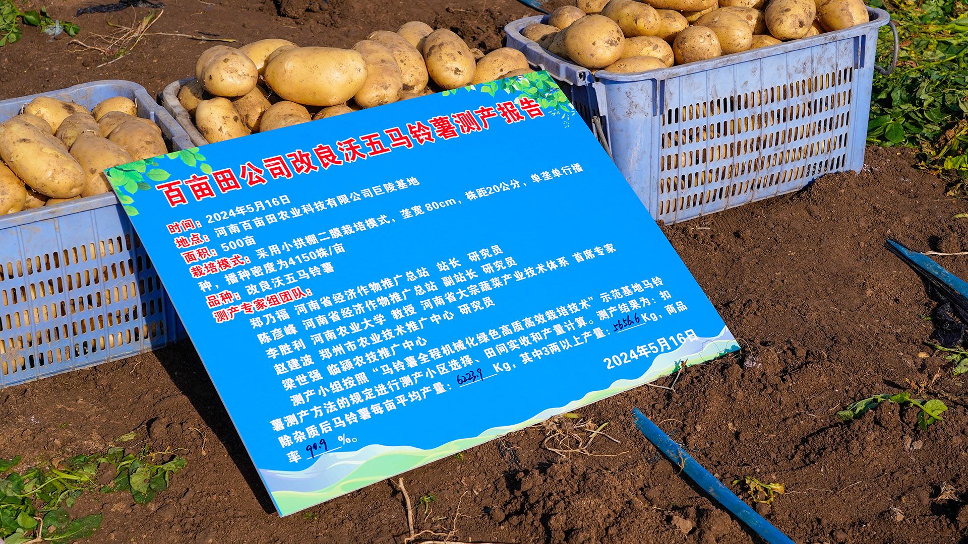马铃薯测产04.jpg