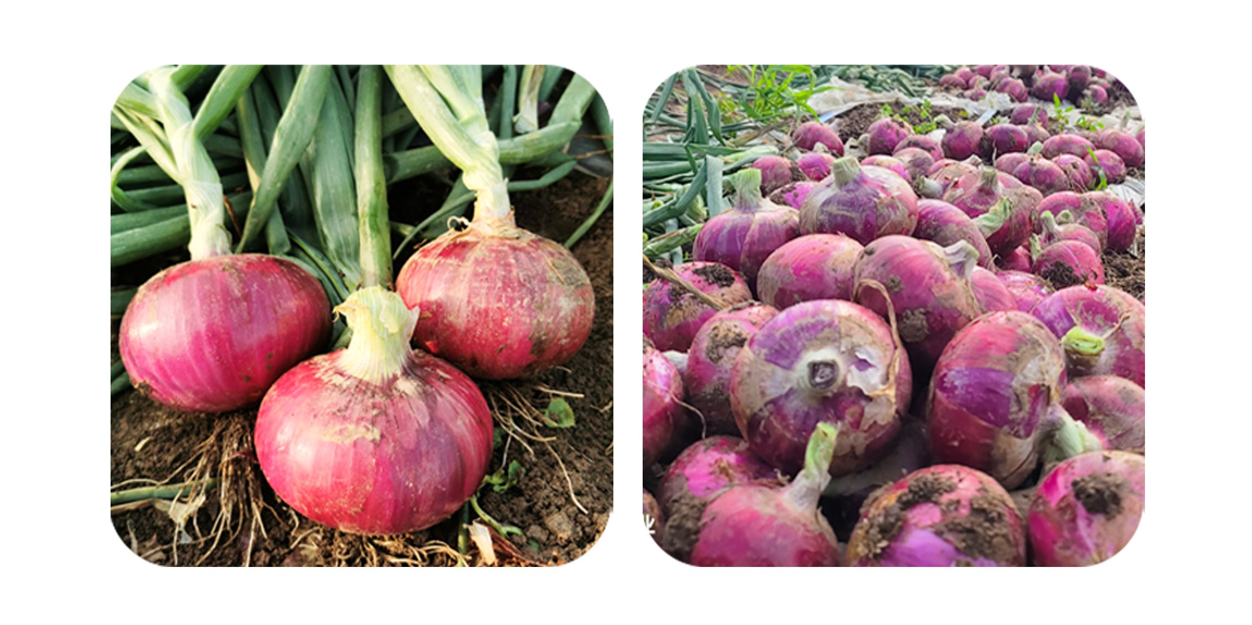 红颜185.jpg